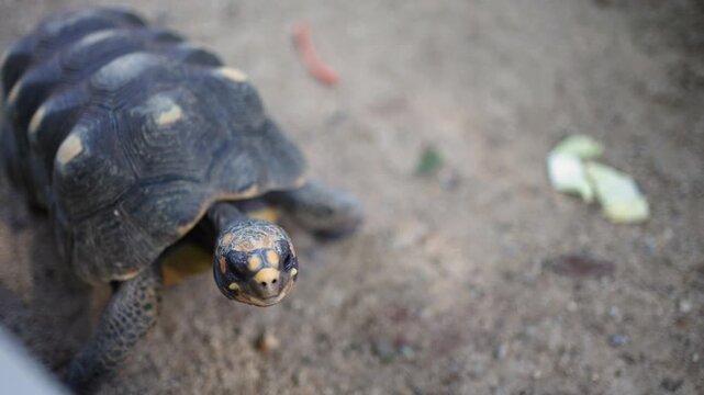 Turtle walking on the ground