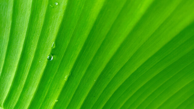 Close-up abstract macro view of a vibrant fresh green leaf featuring dynamic diagonal parallel veins and morning dew water droplets.