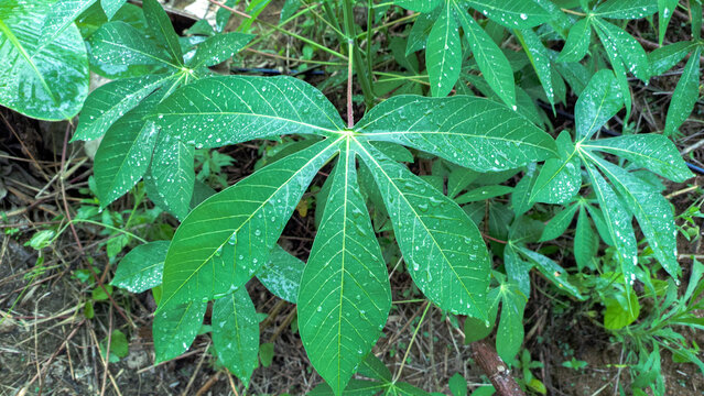 Top view of fresh green cassava leaves (Manihot esculenta) covered with morning dew water drops growing in a tropical agricultural field. Natural plant photography ideal for organic farming concepts.