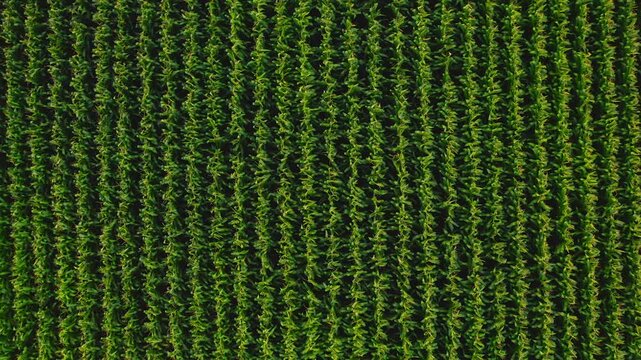 Aerial lowering over rows of corn field straight down