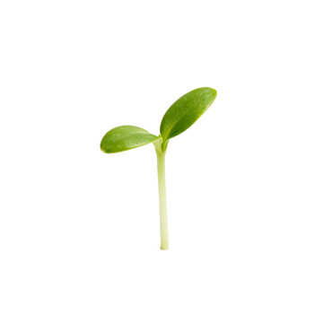 [Transparent Background PNG]Young green seedling with two small cotyledons on white background
