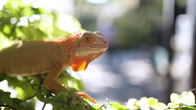 Close up of Iguana stay on the tree and open the eyes 