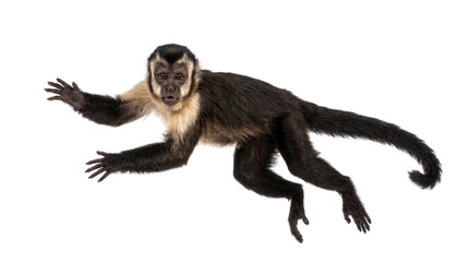 Capuchin monkey leaping with arms outstretched on isolated on transparent background © PNG Studio 99