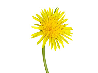 Taraxacum officinale or dandelion plant flower isolated on a white background © mdamir