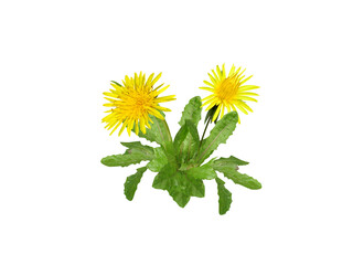 Taraxacum officinale or dandelion plant with flower isolated on a white background © mdamir