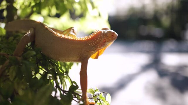 Close up of Iguana stay on the tree and open the eyes 