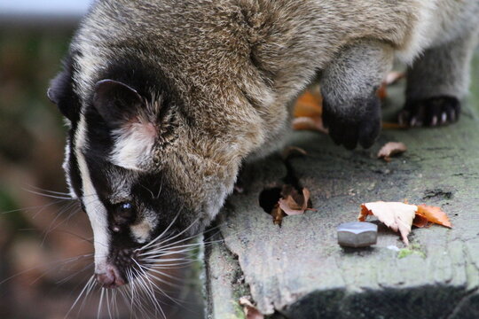 Close-up of a Masked Palm Civet walking on a wooden structure in autumn