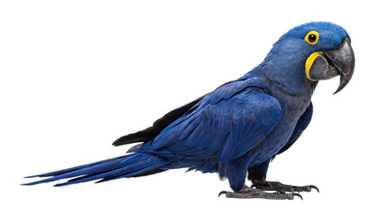 Deep blue hyacinth macaw parrot with yellow isolated on transparent background © PNG Studio 99