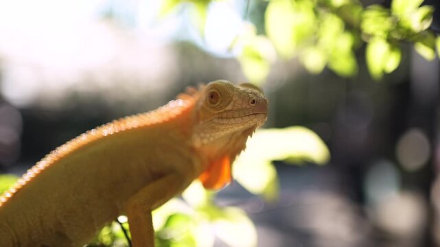 Close up of Iguana stay on the tree and open the eyes 