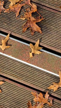 Fallen Maple Leaves on Wooden Deck