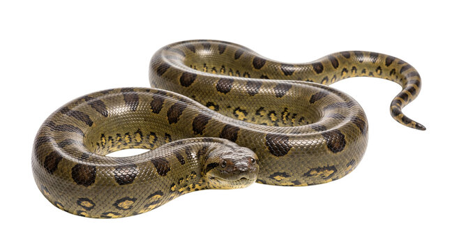 Green anaconda snake coiled on white background, isolated on transparent background