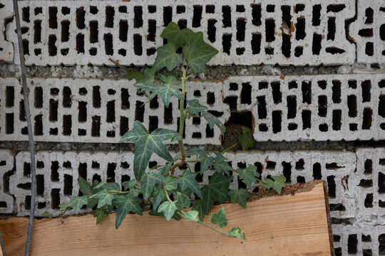 Green ivy plant growing against decorative concrete wall