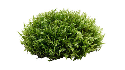 Lush green fern bush isolated on black background, isolated on transparent background © PNG Studio 99