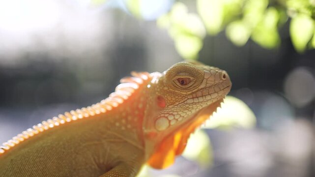 Close up of Iguana stay on the tree and open the eyes 
