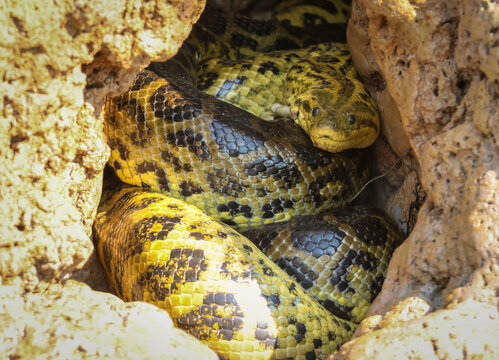 Yellow anaconda resting in its den along a river