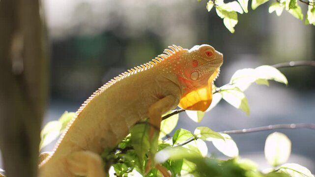 Close up of Iguana stay on the tree and open the eyes 