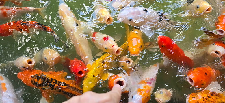 A dense group of koi fish is swimming near the water's surface, with their mouths wide open, waiting to receive food from hands extended close to the water. Intelligent fish with good memories.
