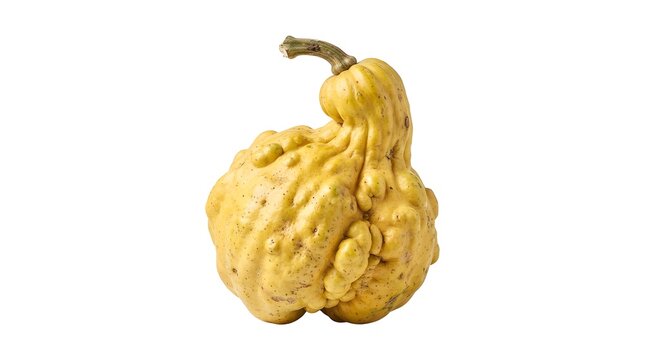 Warty Yellow Ornamental Gourd Isolated on Pure White Background, Decorative Autumn Squash with Bumpy Skin and Curved Stem for Fall Season