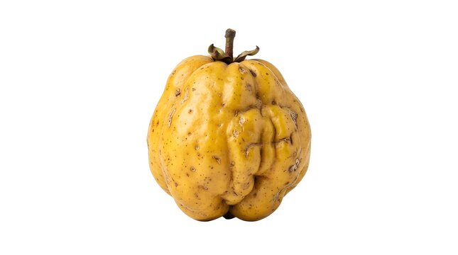 Single ripe yellow Pitomba fruit isolated on white background, studio shot of Eugenia luschnathiana tropical exotic fruit for healthy diet