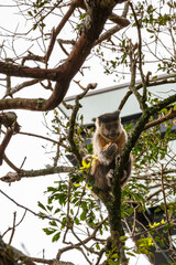 Wild capuchin monkey moving through the tree branches in Brazil    © Marco Olivetti