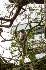 Wild capuchin monkey moving through the tree branches in Brazil    © Marco Olivetti