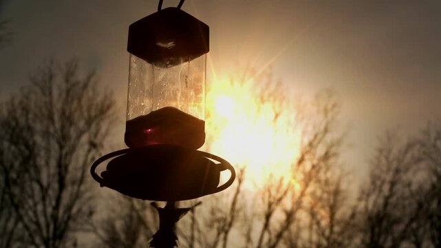 Hummingbirds Flying Around Feeder at Sunset in Tigre Delta, Buenos Aires, Argentina - Close Up