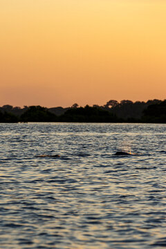 Amazon river dolphin emerging from the water at sunset in the rainforest, Brazil