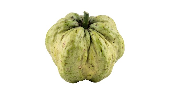 Single fresh white sapote fruit isolated on white background, Casimiroa edulis tropical fruit, healthy organic food, studio shot, high resolution