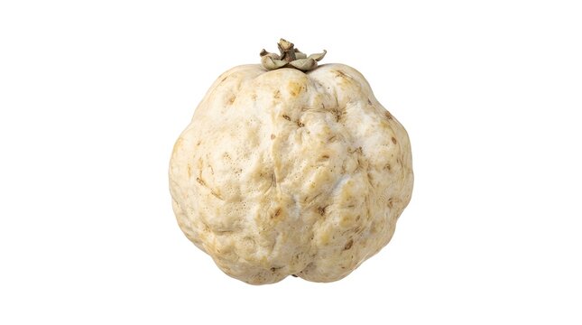 Single ripe white Icaco fruit isolated on a white background, tropical Chrysobalanus icaco fruit with textured skin for healthy food concepts