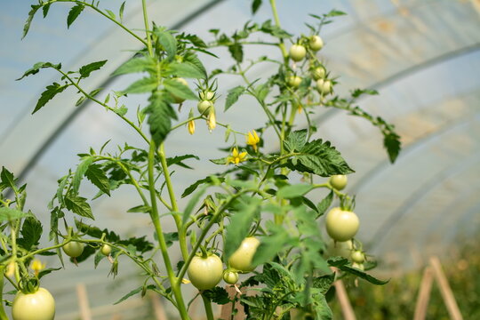 Unripe tomatoes developing on staked plants inside a polytunnel