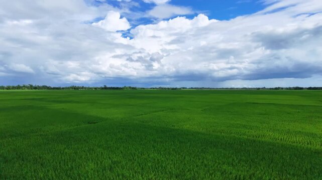 Aerial fast-forward flight rising over vast green rice paddy field under dramatic blue sky and white cumulus clouds