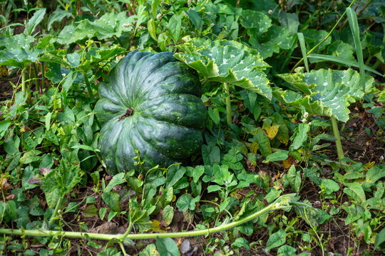 Close-up dark green pumpkin with pronounced ribs growing in the field