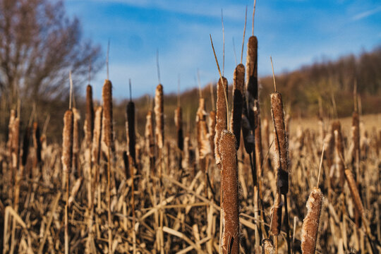 Cattail plants growing in a winter wetland under blue sky