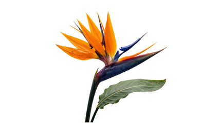 Fototapeta premium Vibrant bird of paradise flower with green isolated on transparent background