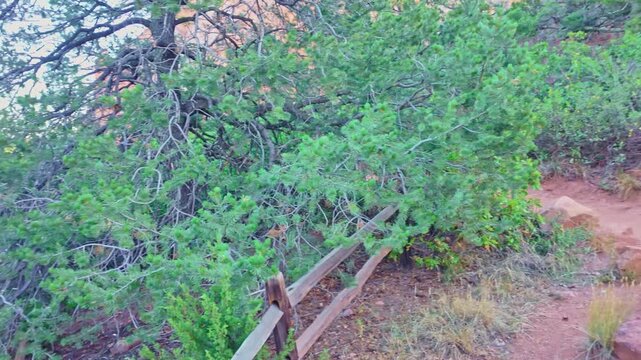 Early morning sunlight illuminates a solitary mule deer foraging near towering red rock formations at Garden of the Gods