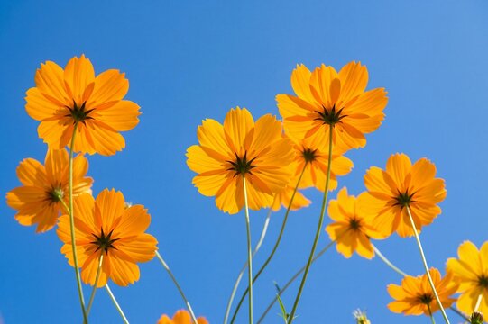 Vibrant yellow cosmos flowers viewed from below against a clear blue summer sky
