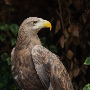 Square portrait of white-tailed eagle over shoulder view, raptor on dark leafy background