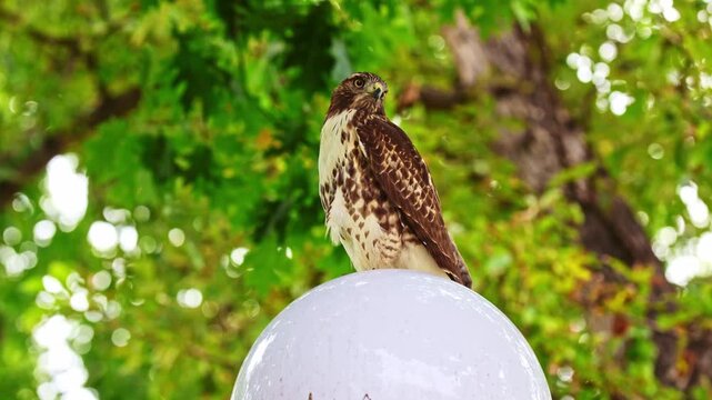 Wild raptor sits perched alertly atop a globe lamp fixture against lush green park foliage in the daylight
