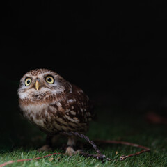 Obraz premium Cute little owl with big yellow eyes looking at camera, surprised face on dark background