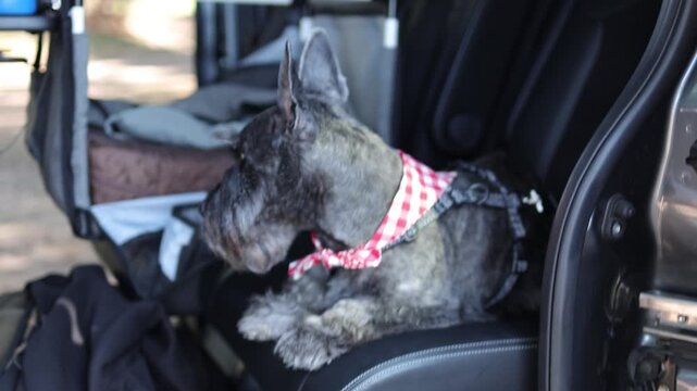Scottish terrier in gingham bandana lying in a car, looking around