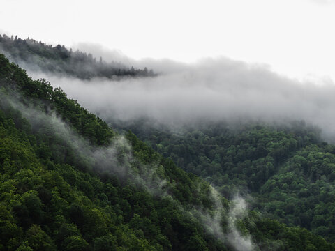 Mist rising over lush green forest in mountain valley, humid weather after rain