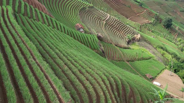 Aerial View of Scenic Terraced Onion Fields in Panyaweuyan Argapura, West Java, Indonesia