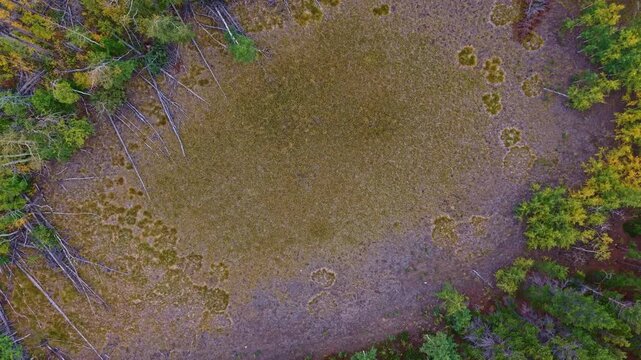 Aerial view captures vibrant yellow aspen groves interwoven with evergreen pine forests across rolling Rocky Mountain foothills