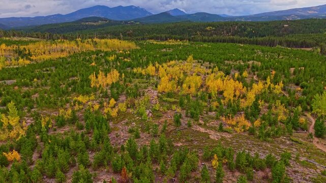 Aerial view captures vibrant yellow aspen groves interwoven with evergreen pine forests across rolling Rocky Mountain foothills