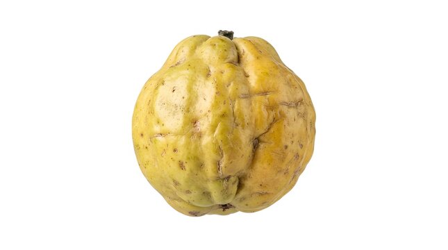 Single ripe Marula fruit isolated on white background, high quality studio shot of Sclerocarya birrea, exotic African fruit for healthy diet