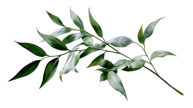 Variegated green leaves branch botanical plant foliage transparent design elements background