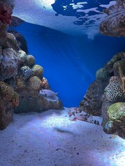 coral reef © David