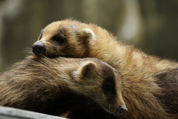 Two Japanese badgers huddling and cuddling together closely in autumn © Arai