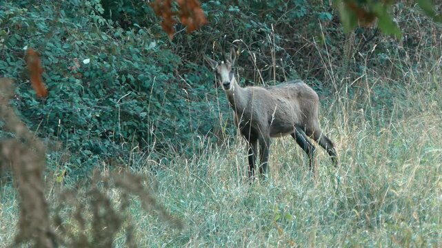 Close-up footage of a wild chamois standing peacefully in a natural field at the end of the day. Warm evening light illuminates the animal and surrounding vegetation, creating a serene