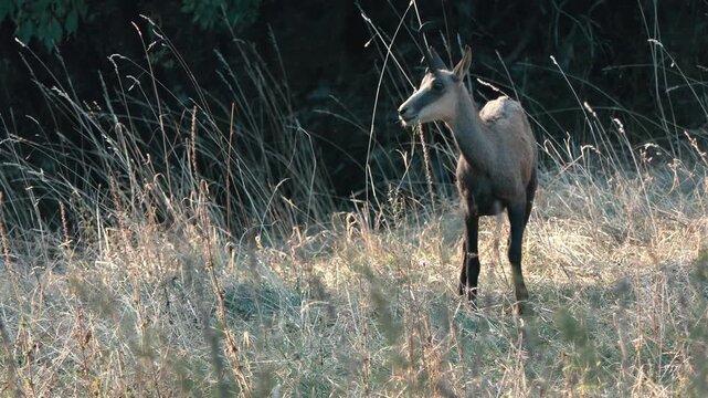 Close-up footage of a wild chamois standing peacefully in a natural field at the end of the day. Warm evening light illuminates the animal and surrounding vegetation, creating a serene